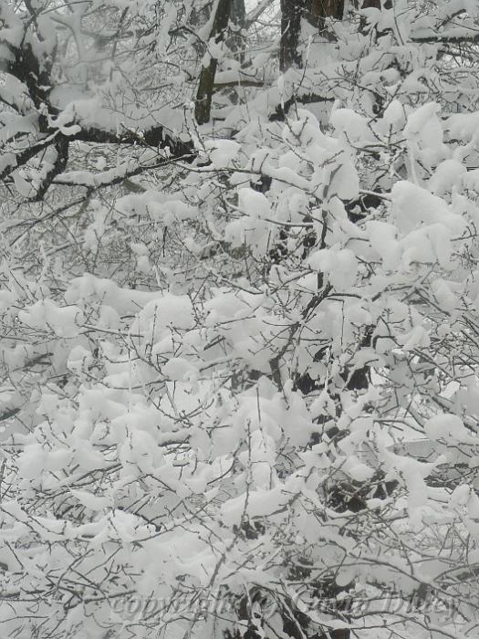 Snow, Greenwich Park P1070271.JPG